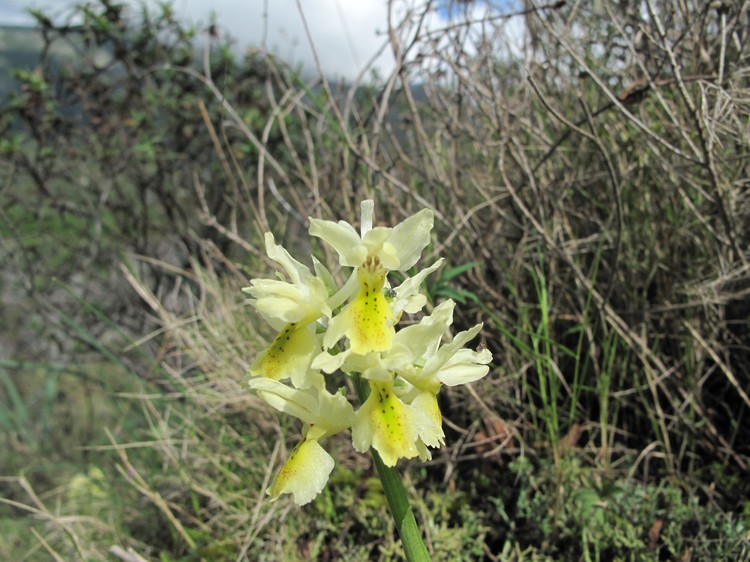 Orchis pauciflora