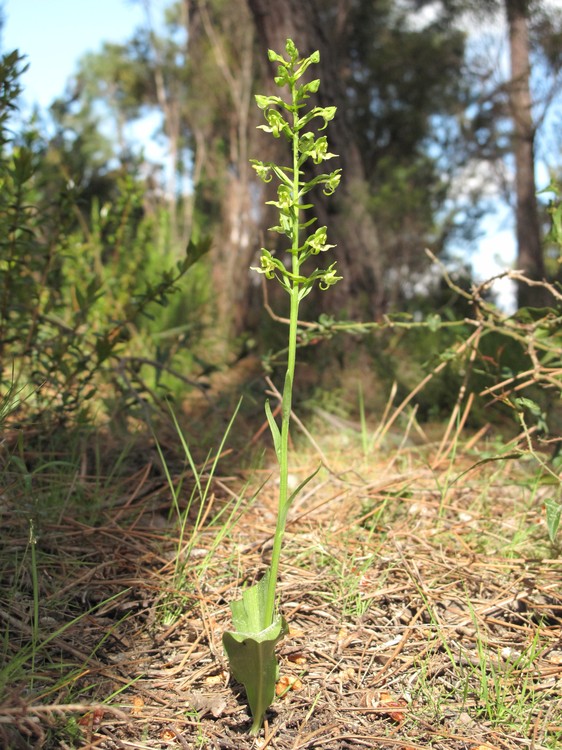 Platanthera algeriensis