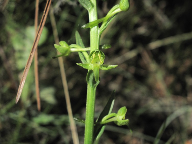 Platanthera algeriensis