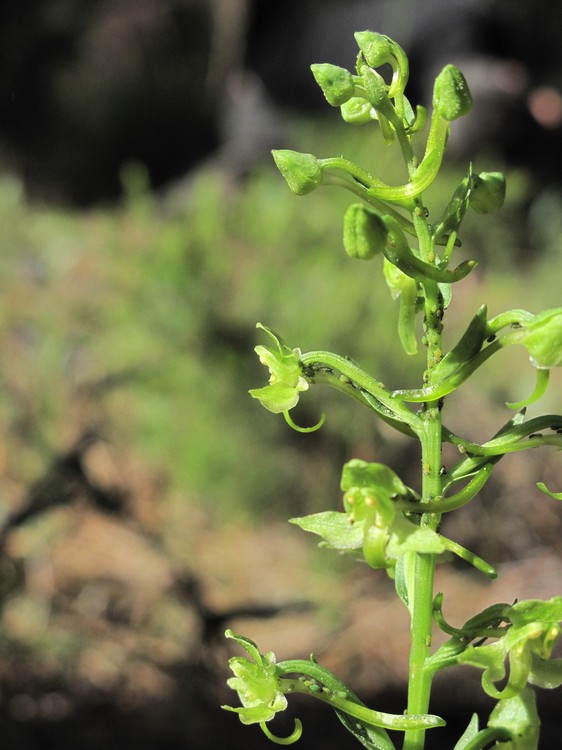 Platanthera algeriensis