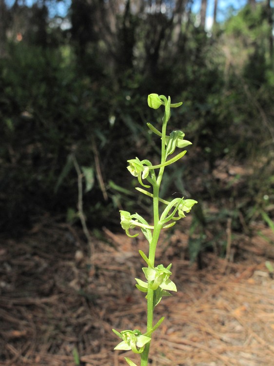 Platanthera algeriensis