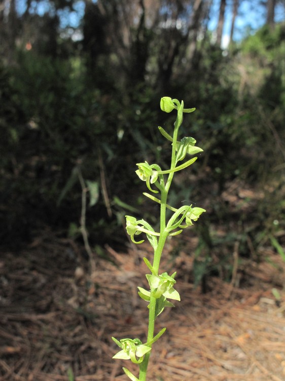 Platanthera algeriensis