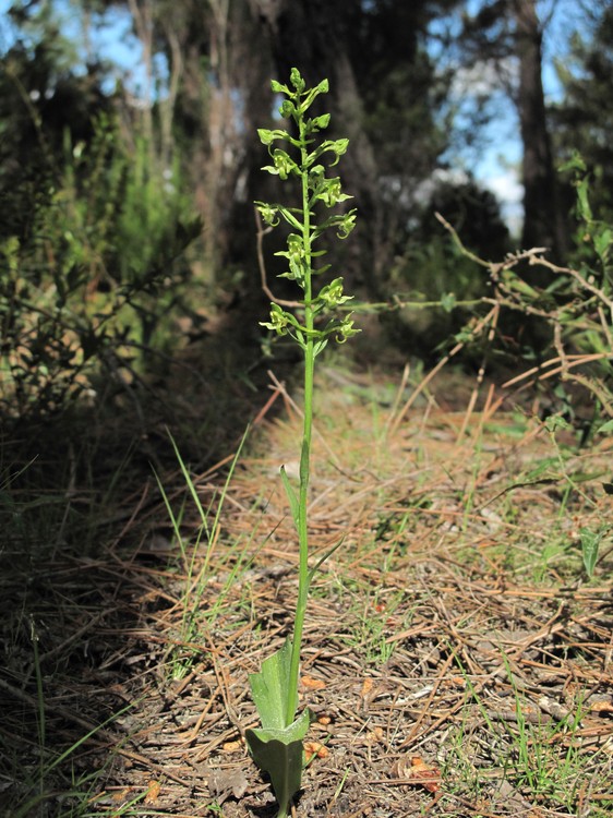 Platanthera algeriensis