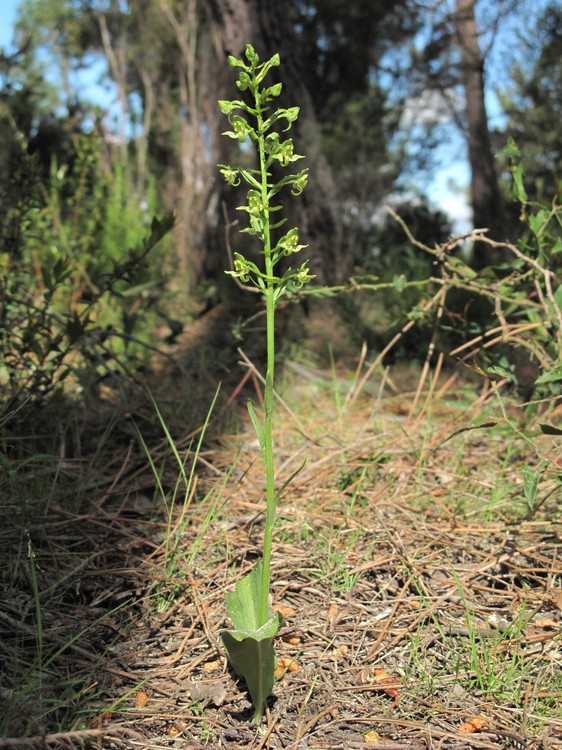 Platanthera algeriensis