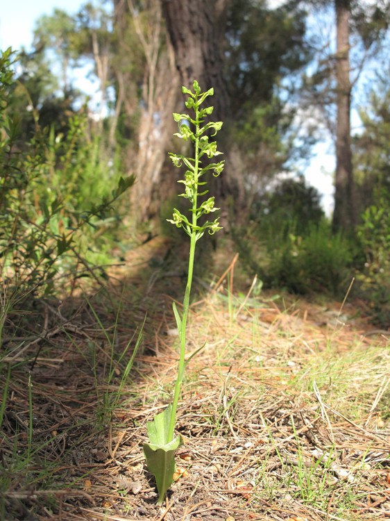 Platanthera algeriensis