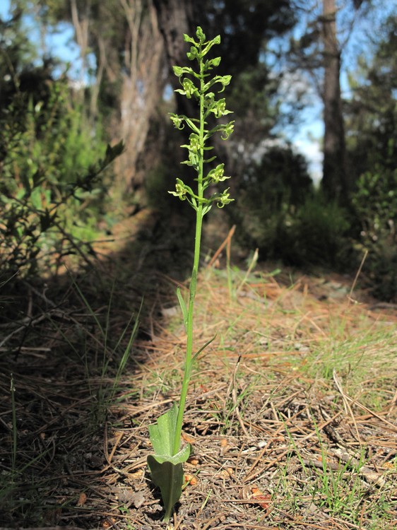 Platanthera algeriensis