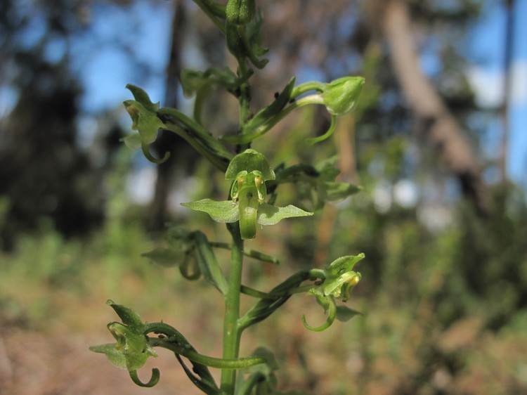 Platanthera algeriensis