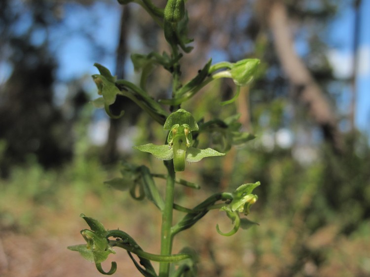 Platanthera algeriensis