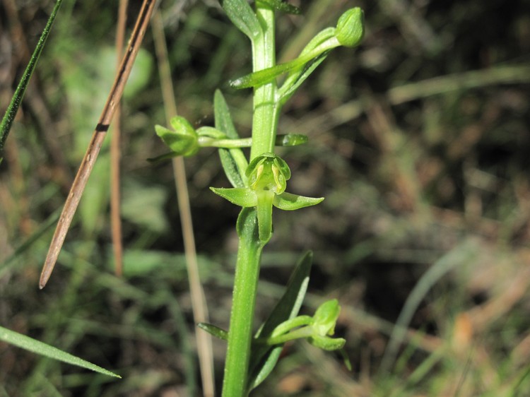 Platanthera algeriensis