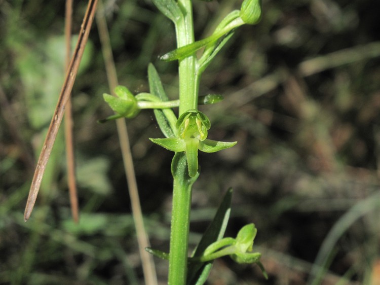 Platanthera algeriensis