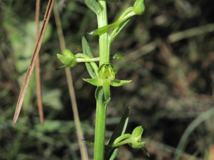 Platanthera algeriensis