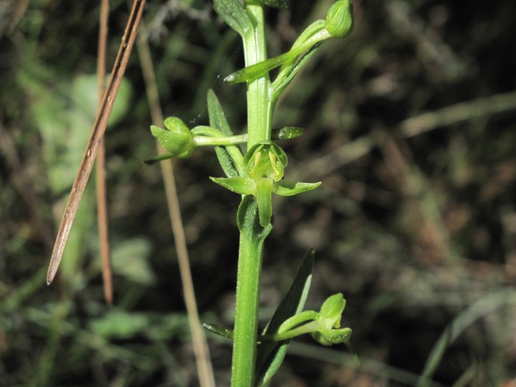 Platanthera algeriensis