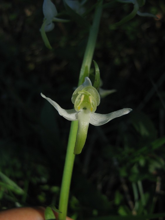 Platanthera chlorantha