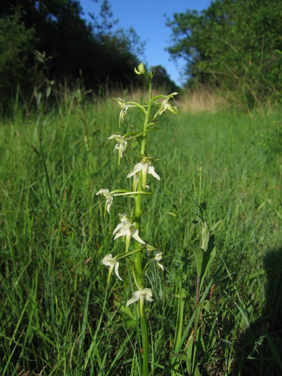 Platanthera chlorantha