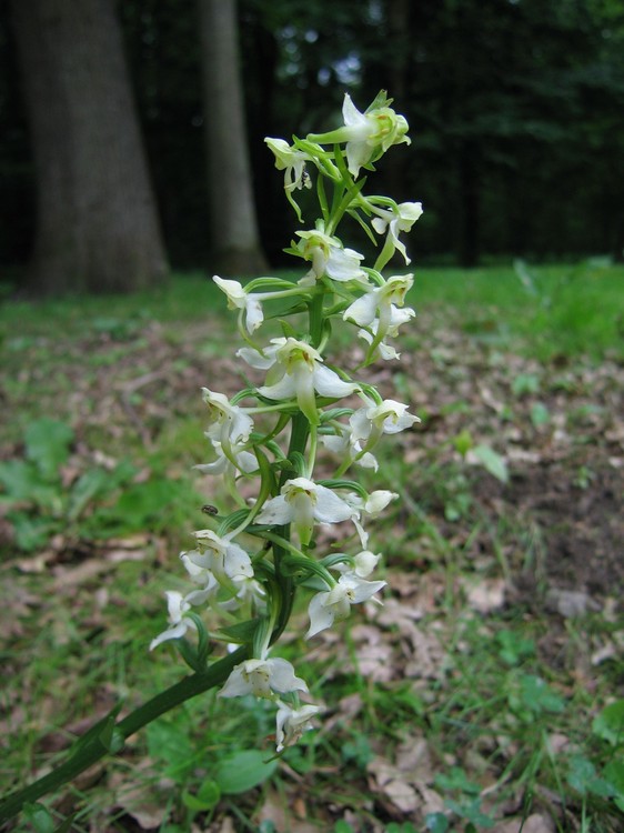 Platanthera chlorantha