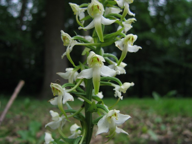 Platanthera chlorantha