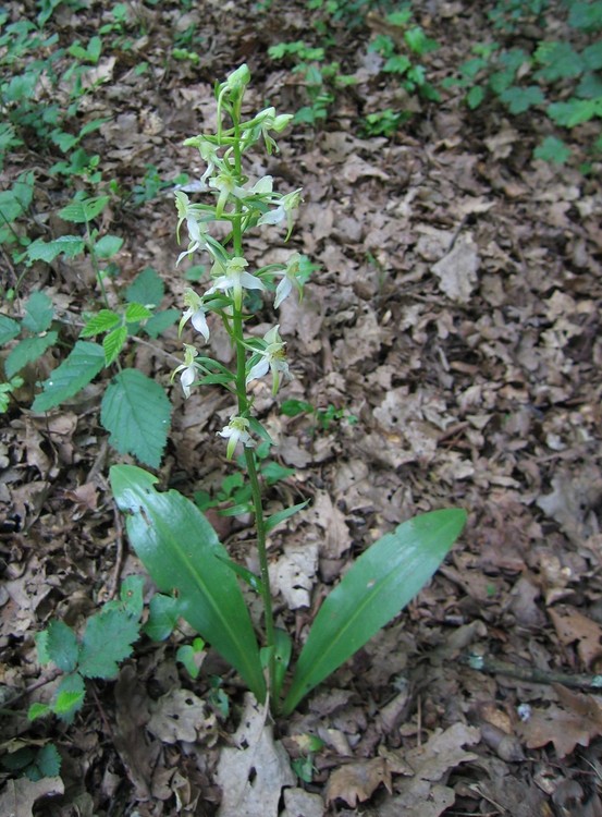 Platanthera chlorantha