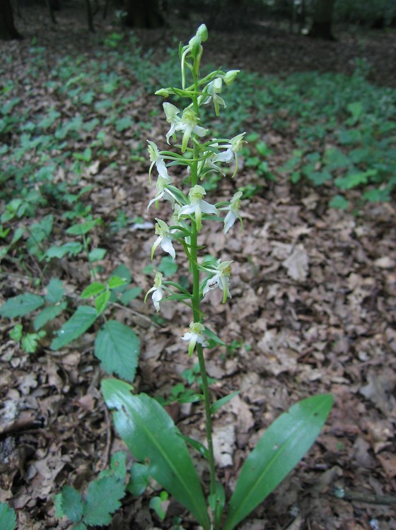 Platanthera chlorantha