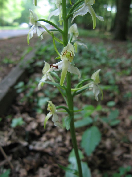 Platanthera chlorantha