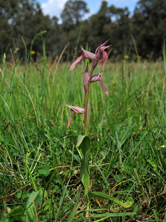 Serapias lingua