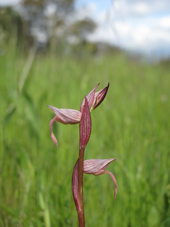 Serapias lingua