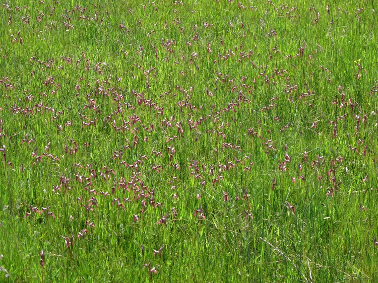 Serapias lingua
