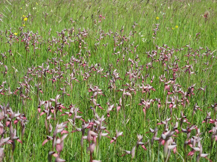 Serapias lingua