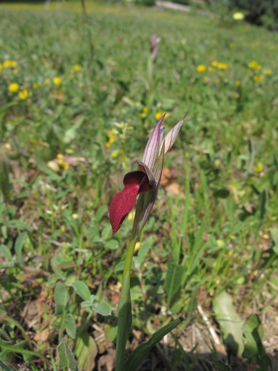 Serapias lingua