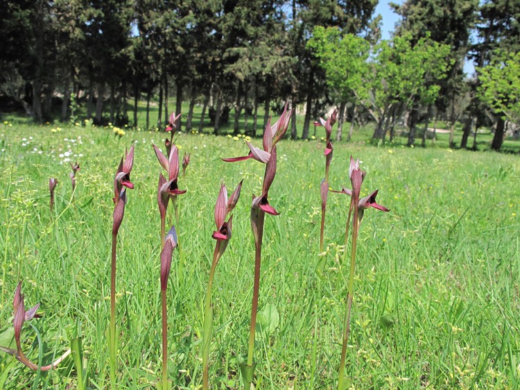 Serapias lingua
