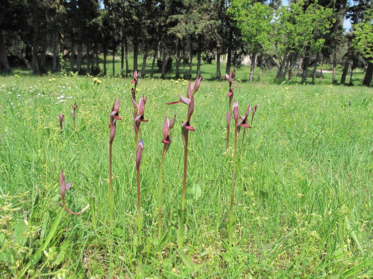 Serapias lingua