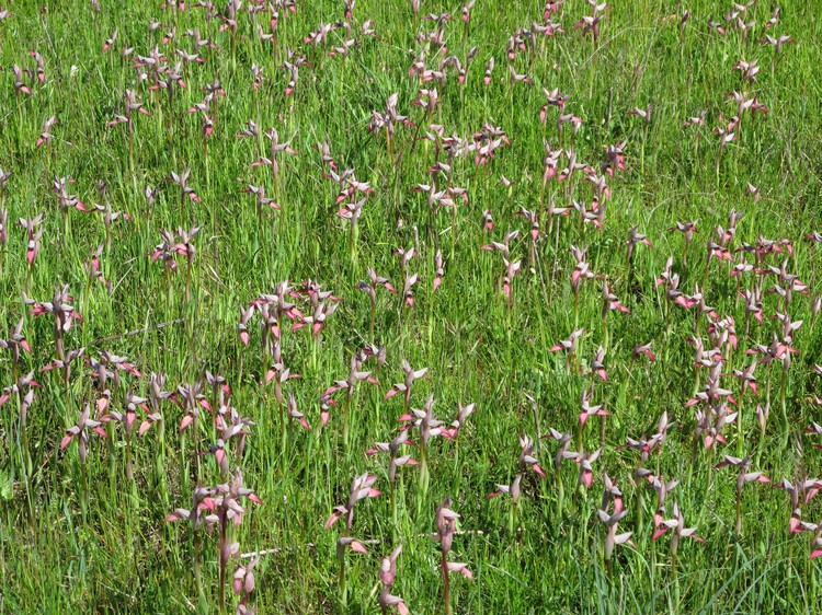 Serapias lingua