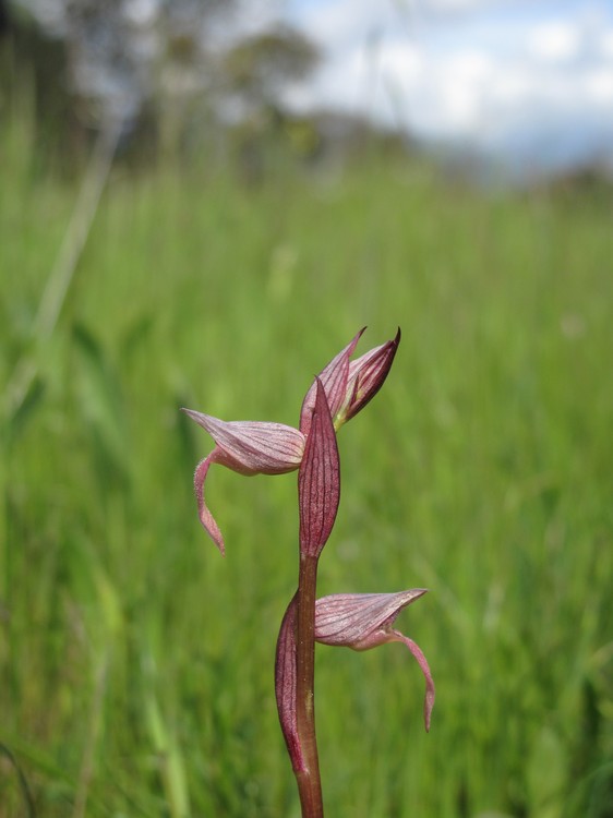Serapias lingua