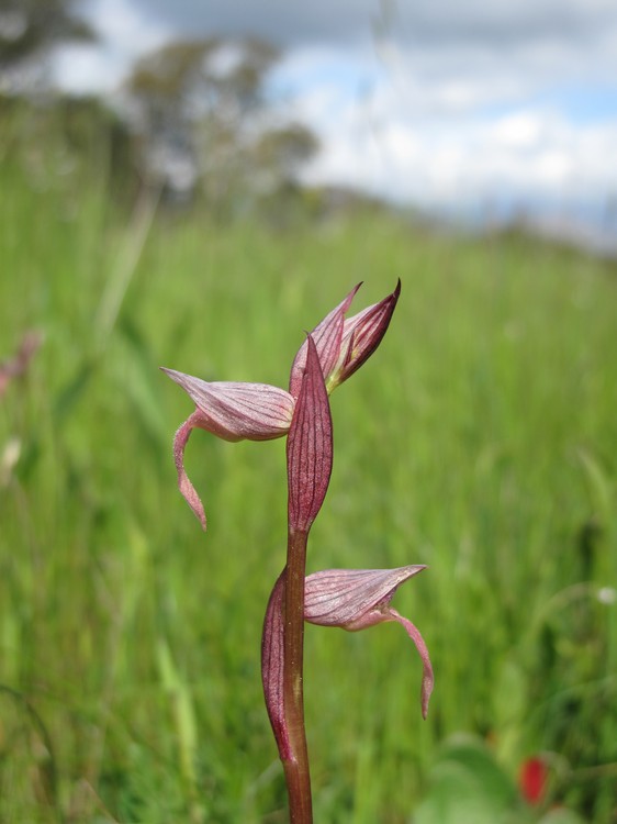 Serapias lingua