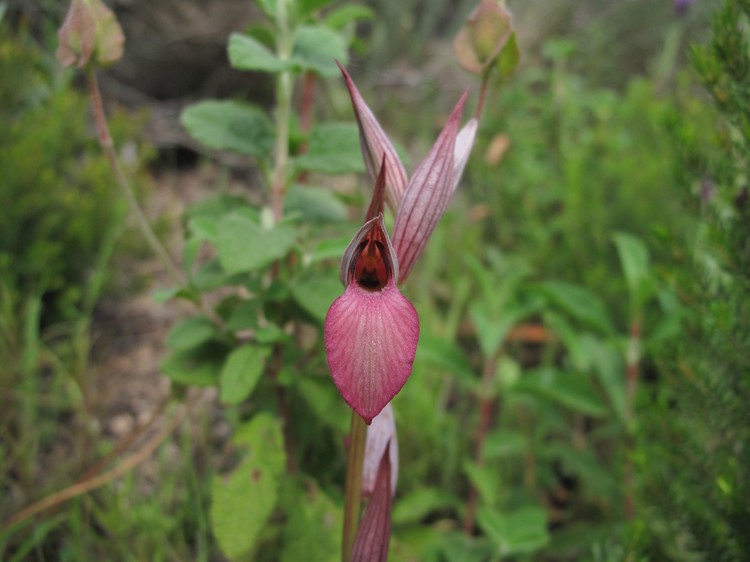 Serapias lingua
