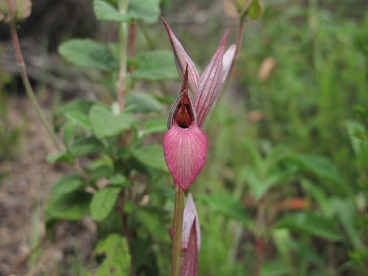 Serapias lingua