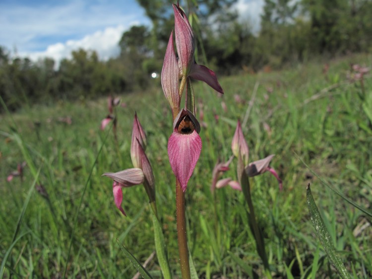 Serapias lingua