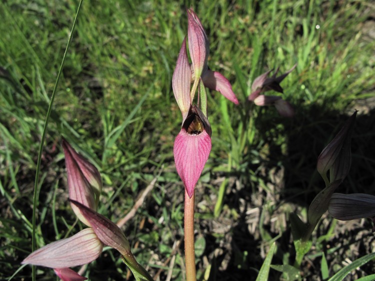 Serapias lingua