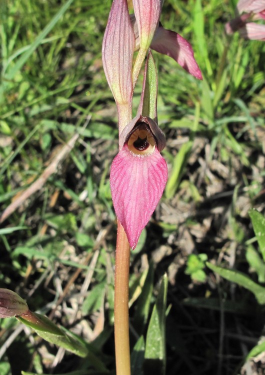 Serapias lingua
