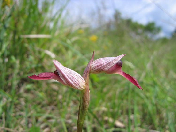 Serapias lingua