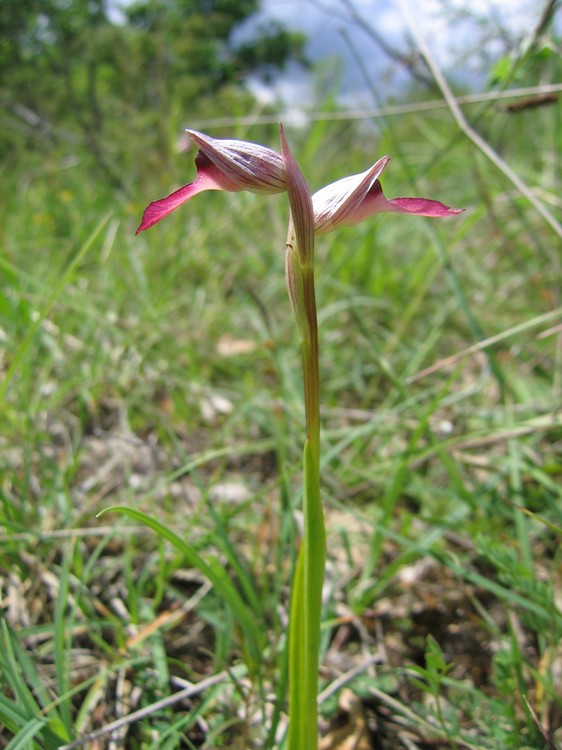 Serapias lingua