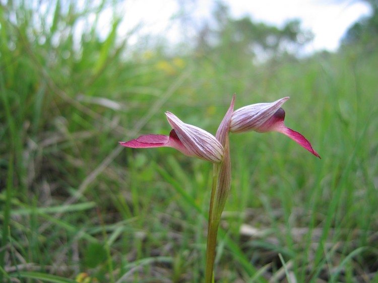 Serapias lingua