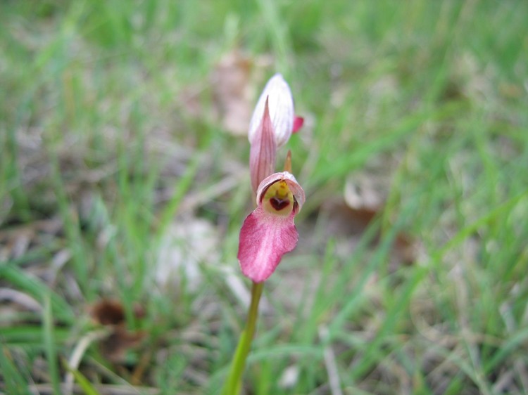 Serapias lingua