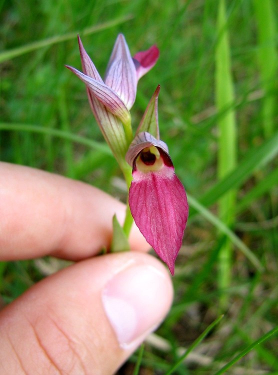 Serapias lingua