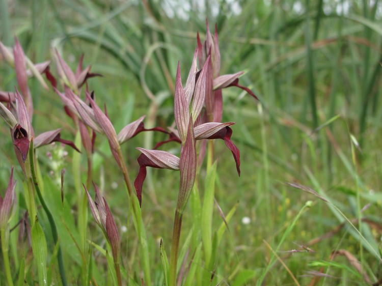 Serapias strictiflora
