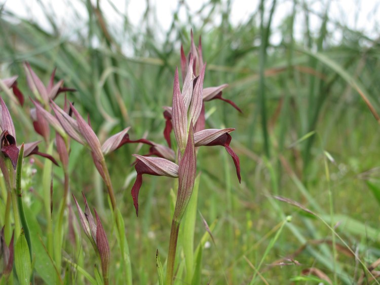 Serapias strictiflora