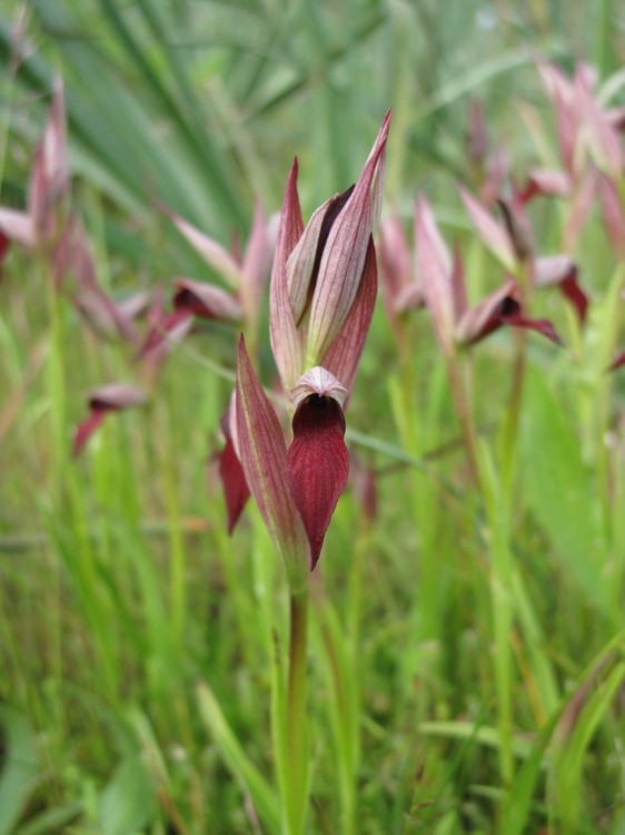 Serapias strictiflora