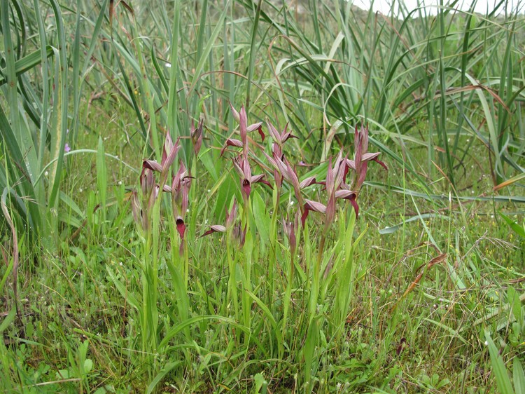 Serapias strictiflora