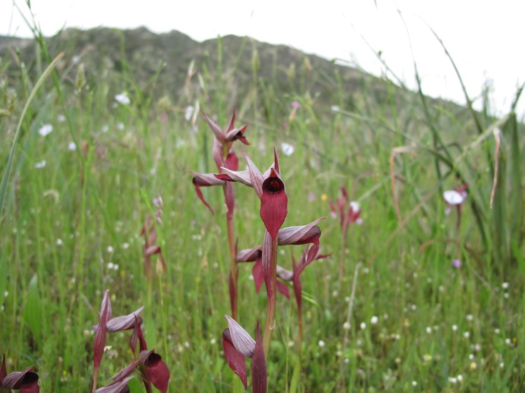 Serapias strictiflora