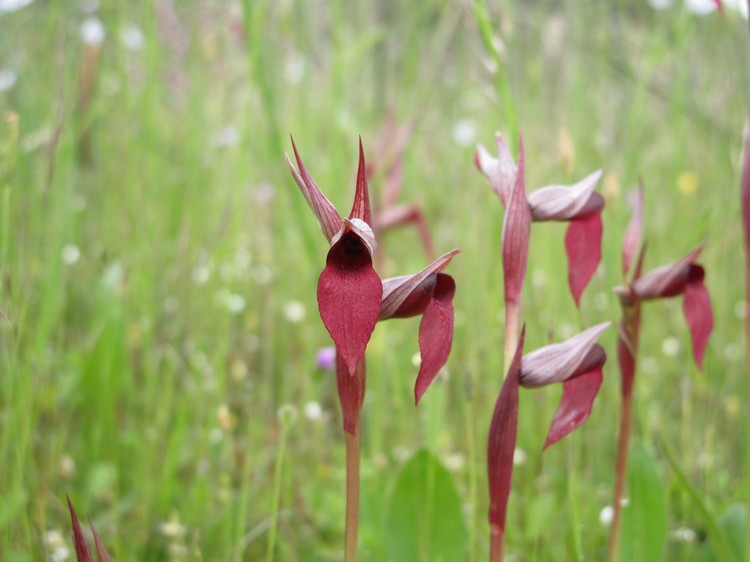 Serapias strictiflora