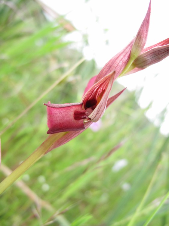Serapias strictiflora